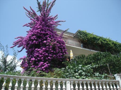 Apartment Knez Trogir Bagian luar foto